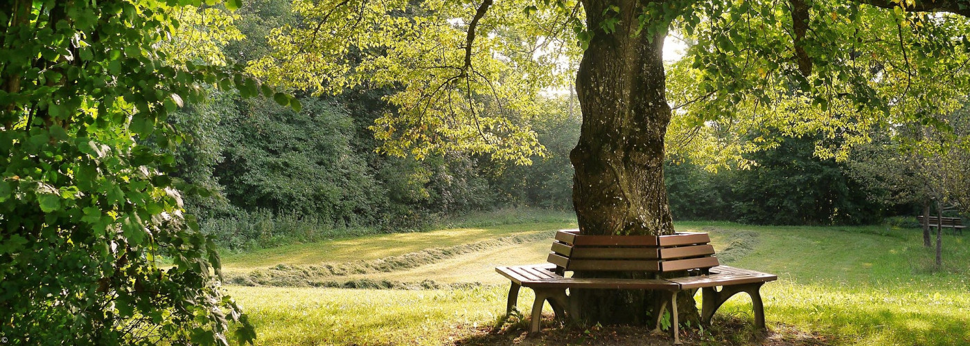 Baum mit Bänken